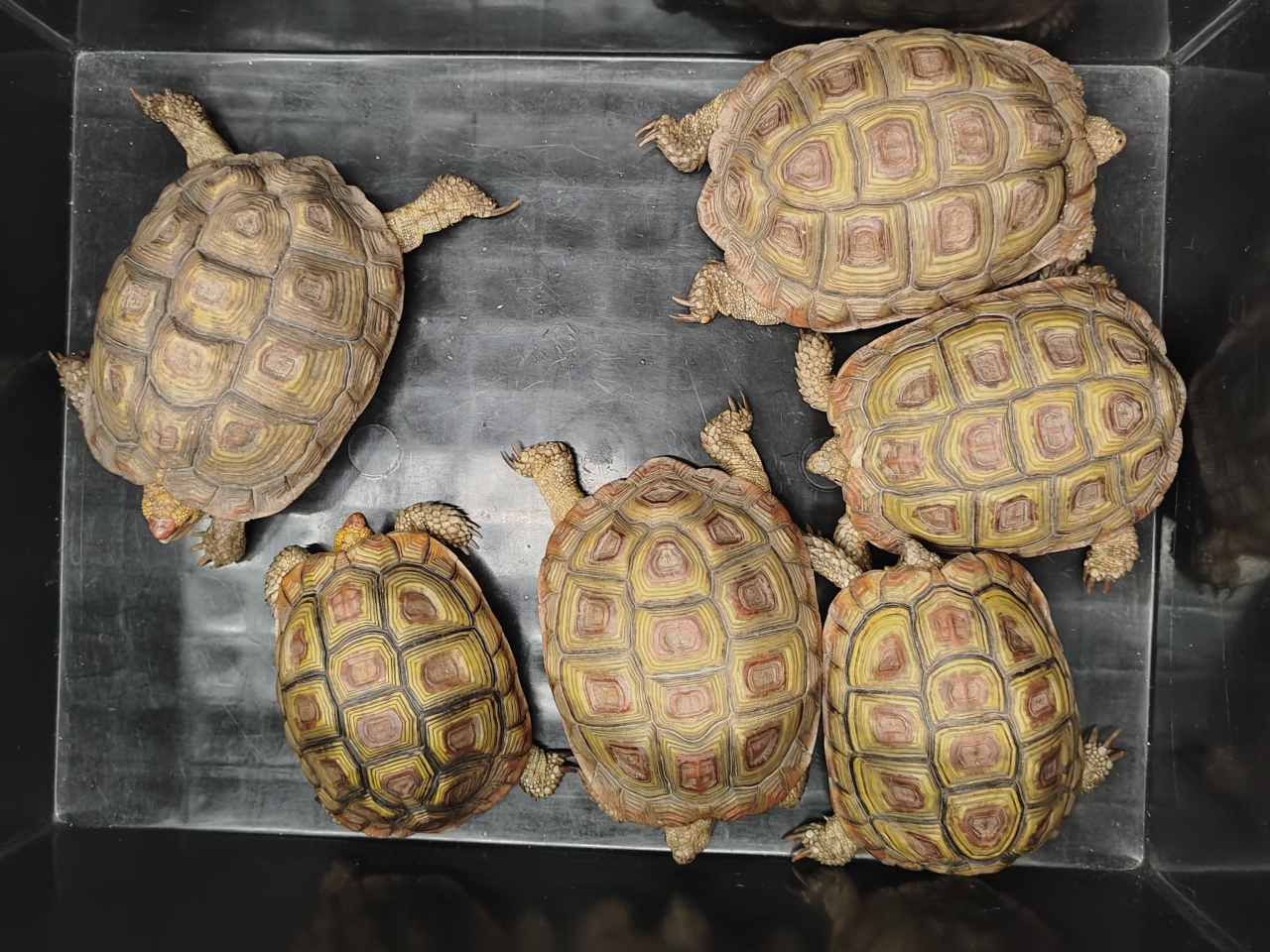 圖片顯示部分檢獲的懷疑受管制屬瀕危物種龜。（政府新聞處圖片）