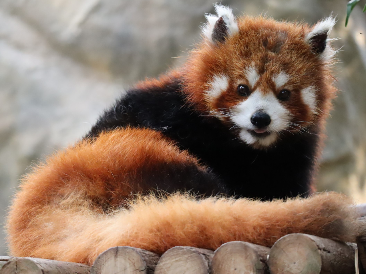 海洋公園雌性小熊貓「柔柔」離世，終年17歲。（海洋公園提供）