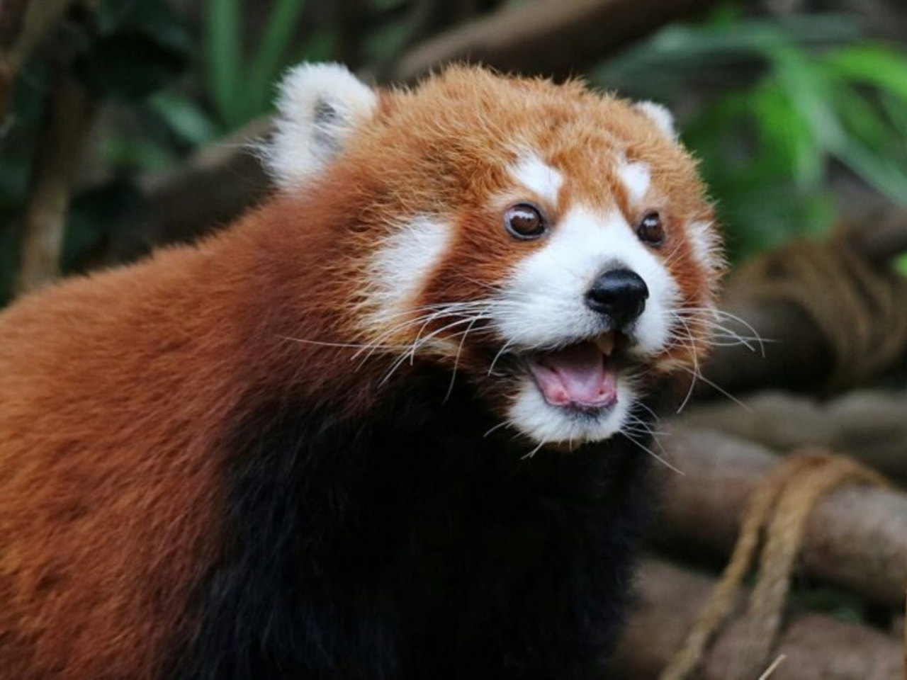 The park said Rou Rou was a beloved figure known for her gentle yet playful nature, which made her a favourite animal ambassador among visitors. Photo courtesy of Ocean Park