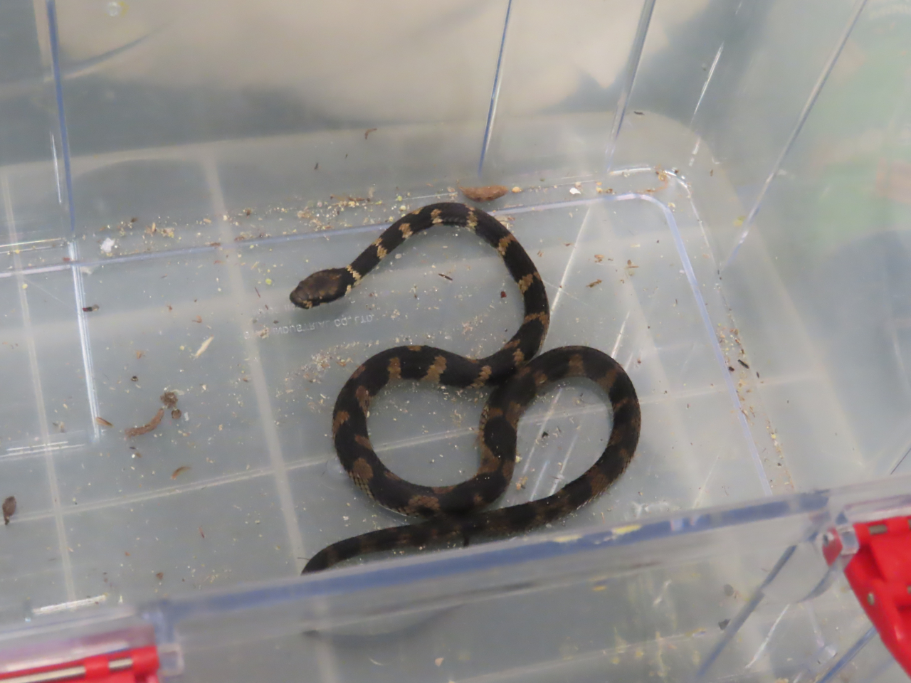 海關檢獲的活蛇。（政府新聞處）