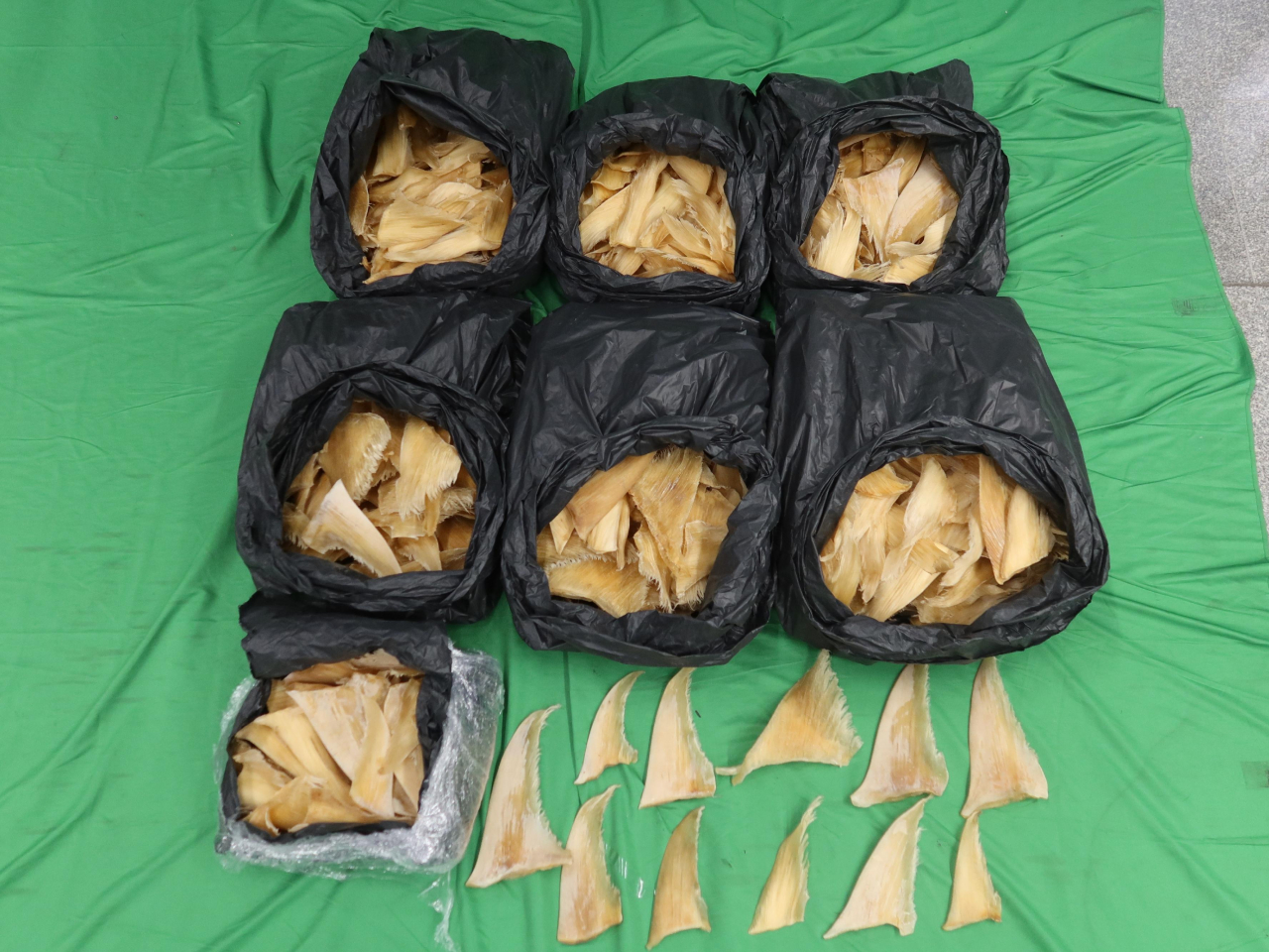 海關在機場檢獲約52公斤懷疑屬受管制瀕危物種的乾魚翅。（政府新聞處）