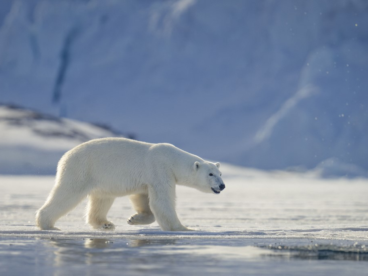 Many species, including polar bears in the Arctic and emperor penguins in Antarctica, rely on sea ice to breed and feed. File photo: AFP
