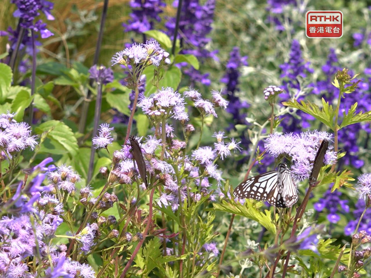 花卉展向公眾派花活動已結束，康文署呼籲市民不要前往維園排隊等候。（港台圖片）