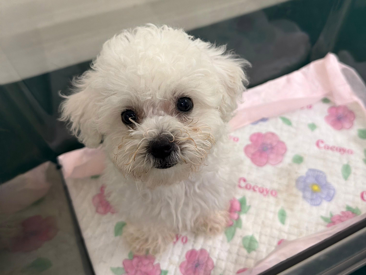 海關檢獲一隻懷疑非法進口犬隻　一名女子被捕