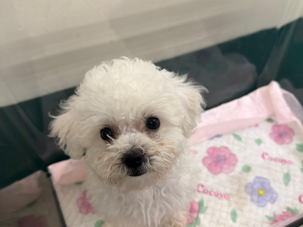 Woman arrested at border for dog smuggling