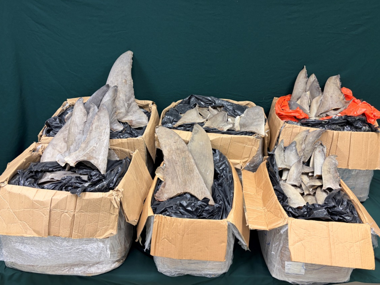 海關昨日在機場檢獲約162公斤懷疑受管制乾魚翅，估計市值約28萬元。（政府新聞處）