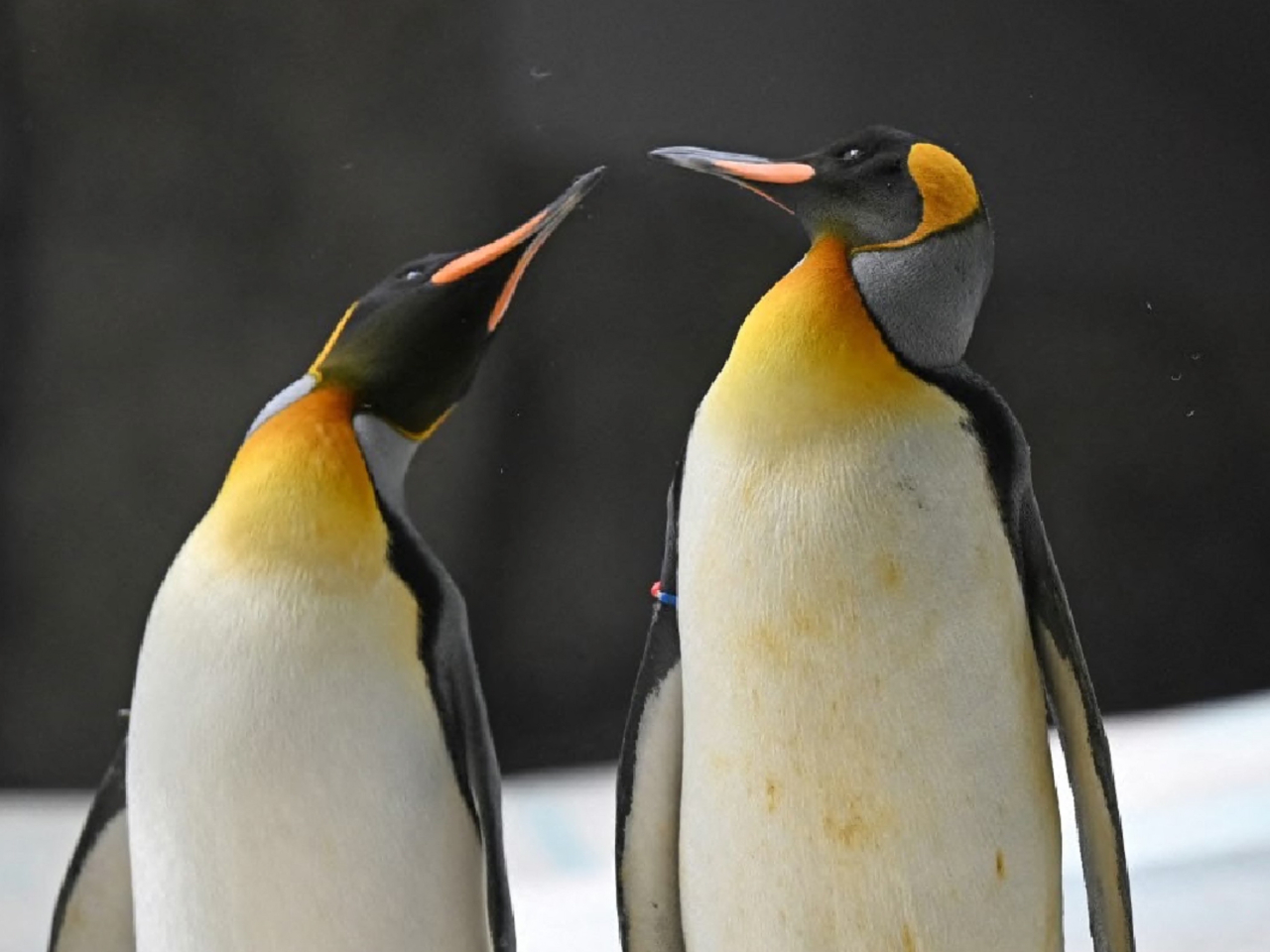 衛星圖像顯示，2009年至2018年間，皇帝企鵝數量減少約10%。（法新社資料圖片）