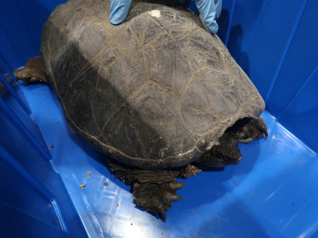 海關檢獲懷疑受管制屬瀕危物種活龜。（政府新聞處）