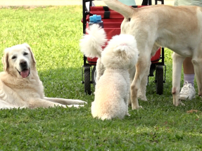 Pet nuisance issues 'behind many cruelty complaints'