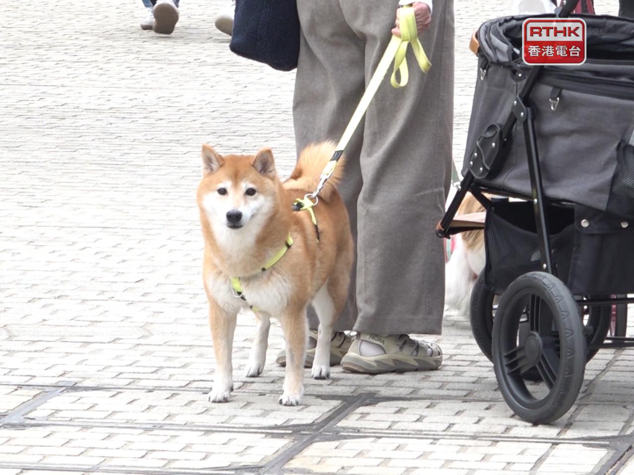 申訴專員公署就漁護署對殘酷虐待動物舉報提出多項建議。（港台圖片）