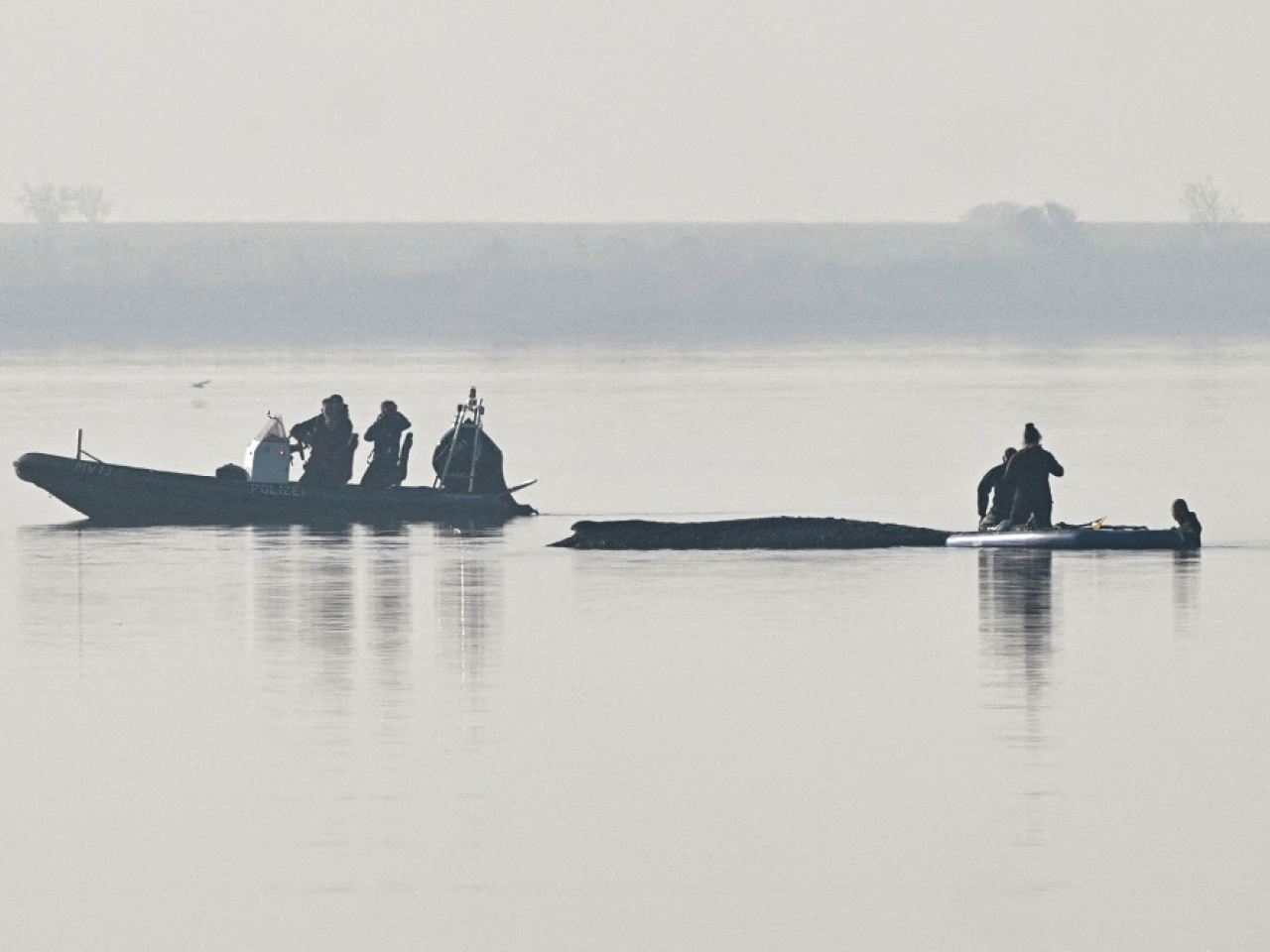 The humpback whale lies stranded on a sandbank in shallow waters off the Baltic Sea. Photo: Reuters
