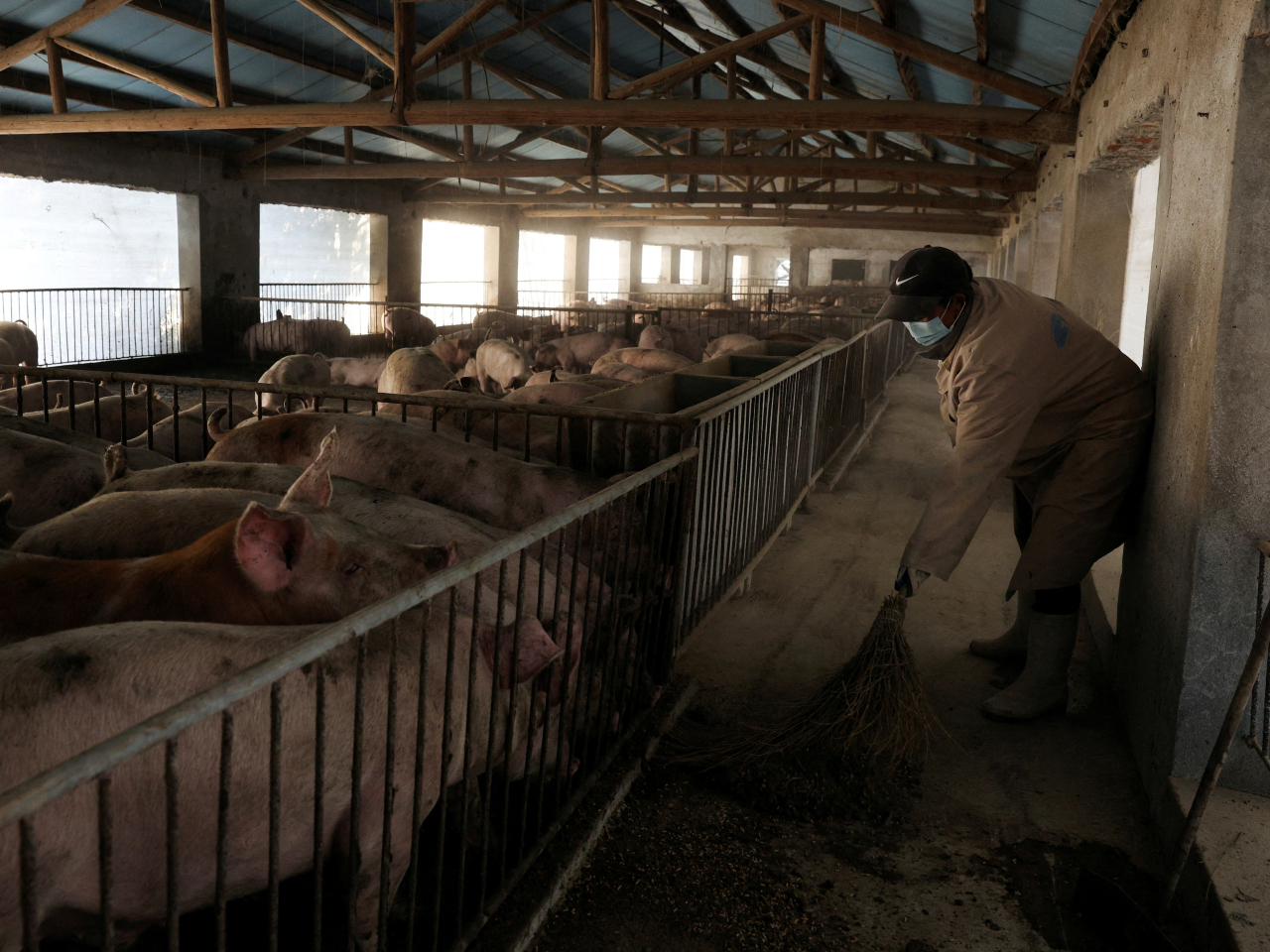 China, home to half the world's pigs, is struggling with overcapacity and weak consumer demand. File photo: Reuters