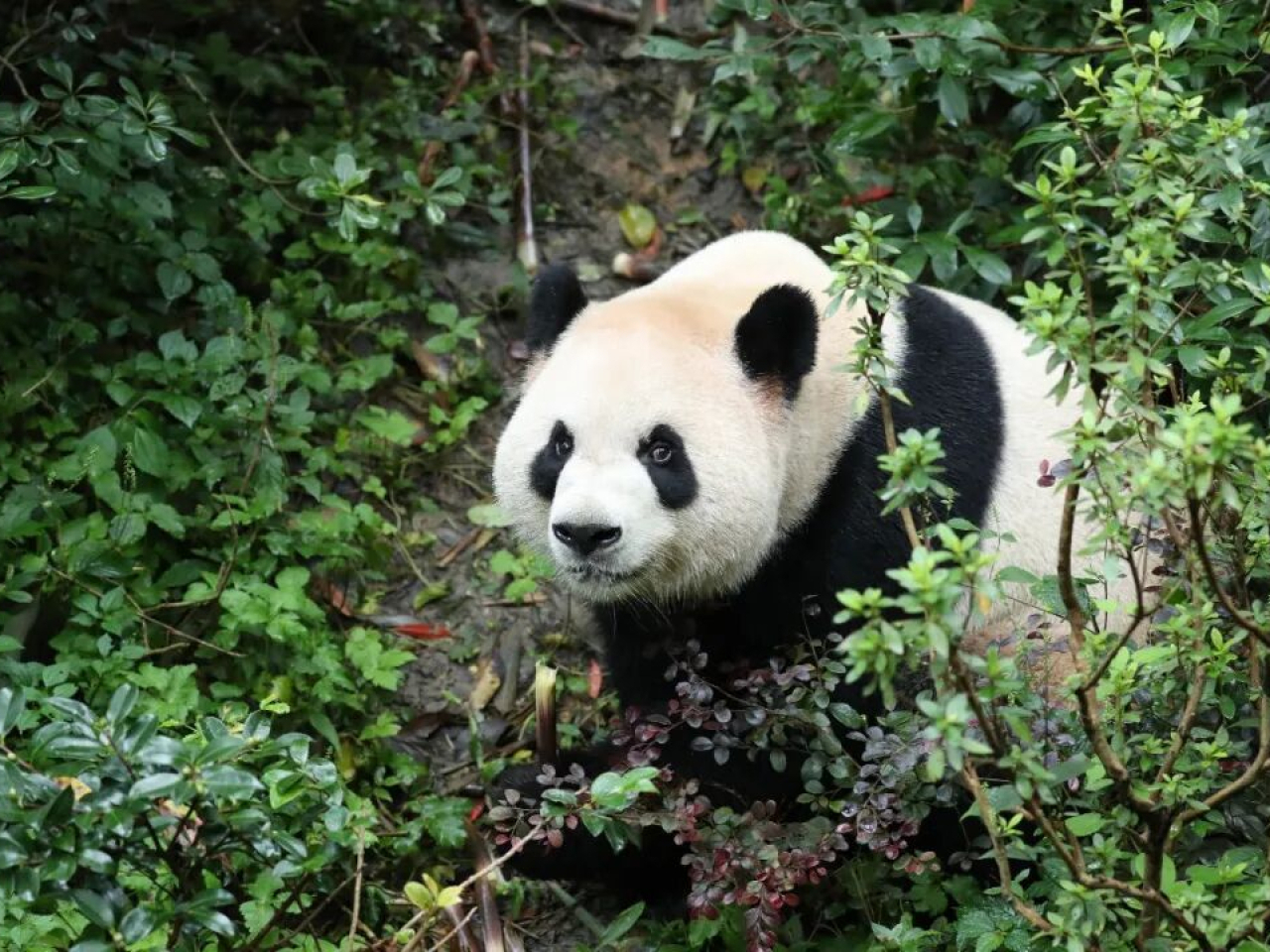 Ping Ping will be calling Zoo Atlanta home. CCTV screengrab