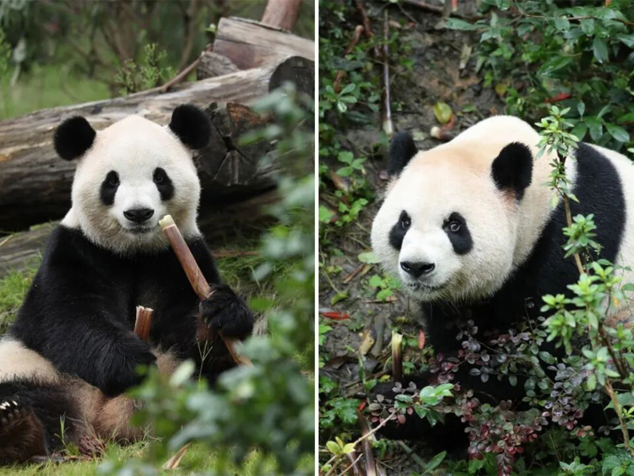 大熊貓「平平」和「福雙」將赴美國。（央視圖片）