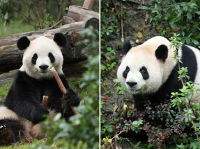 外交部：中美大熊貓保護合作將為增進中美人民友誼作出新貢獻