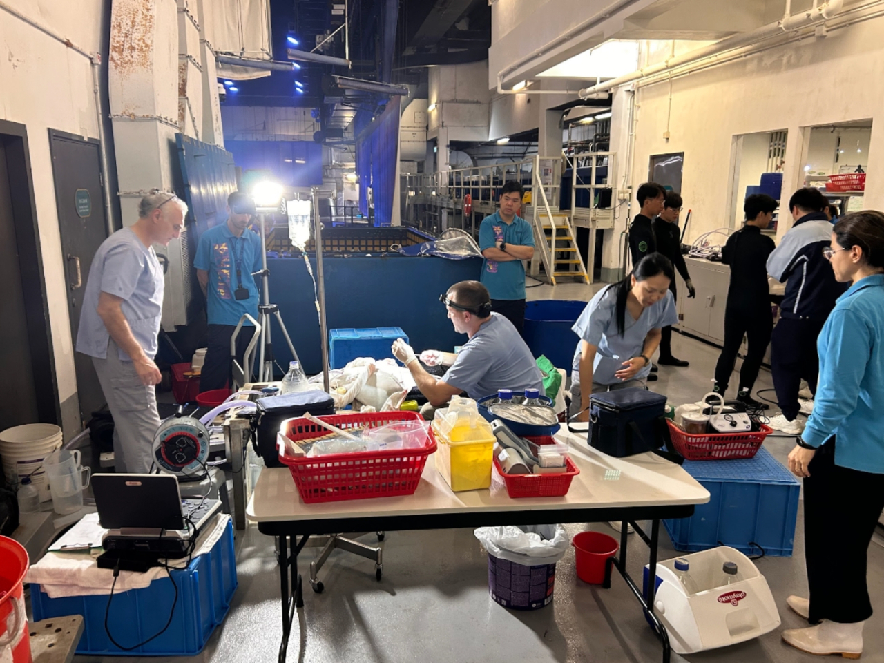 Ocean Park's veterinary team work on the cownose ray during the two-hour surgical operation. Photo courtesy of Ocean Park