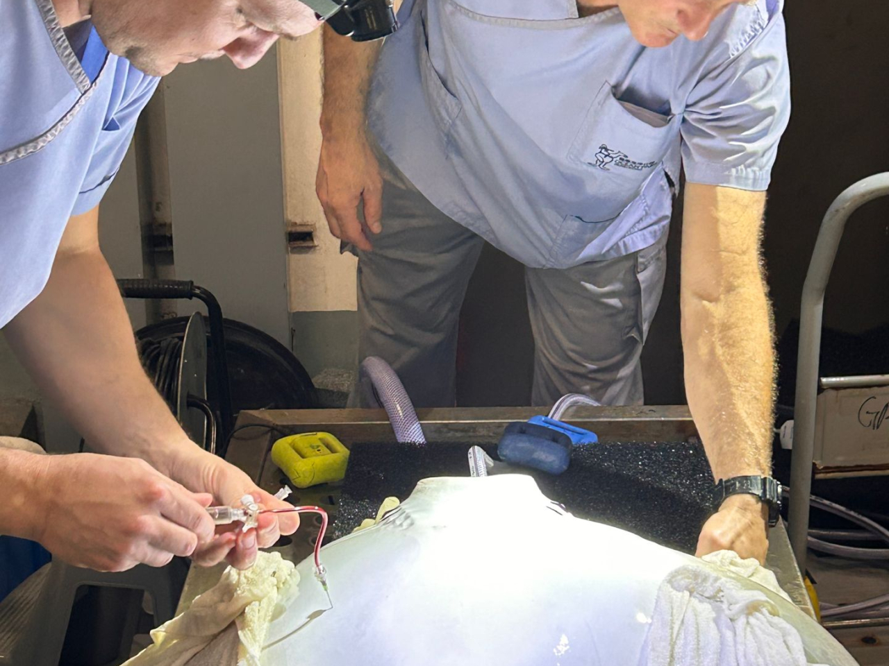 獸醫馬伯樂Dr Paolo Martelli（右）及Dr Chris Perkins（左）為香港海洋公園一條雄性牛鼻鯆施手術。(海洋公園提供)