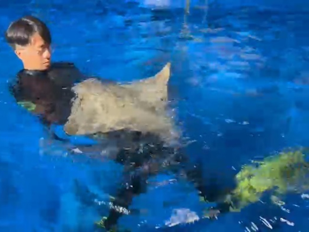 動物護理員郭景熙Ken Kwok細心陪伴牛鼻鯆術後康復的過程。(海洋公園提供)