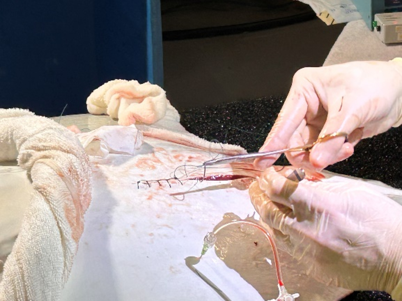 香港海洋公園獸醫通過手術從牛鼻鯆體腔內移除異物，並修補胃穿孔。(海洋公園提供)