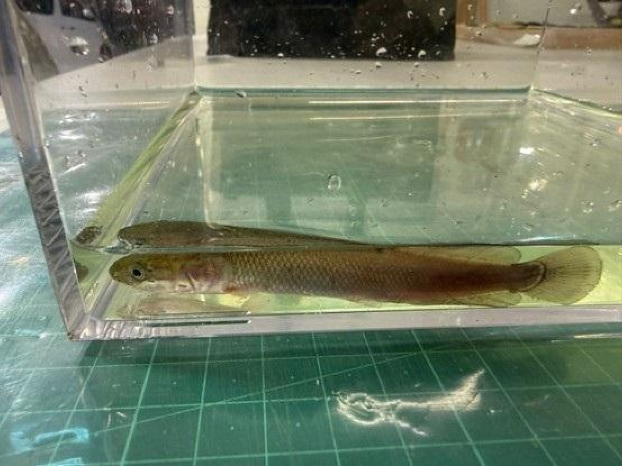 其中一條懷疑受管制屬瀕危物種的活生巨骨舌魚。（政府新聞處）