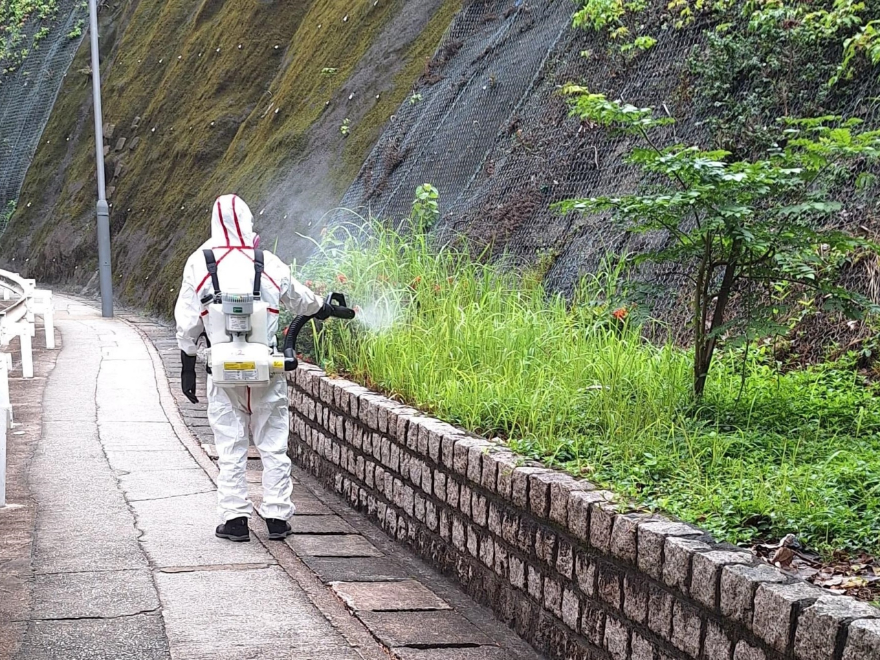 食環署承辦商人員在葵青區葵涌東一帶以霧化處理方式殺滅成蚊。（政府新聞處）