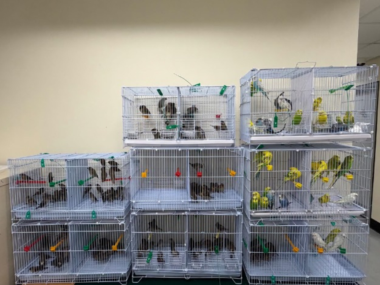 海關在落馬洲支線管制站檢獲242隻活雀鳥，估計市值約4萬8400元。（政府新聞處）