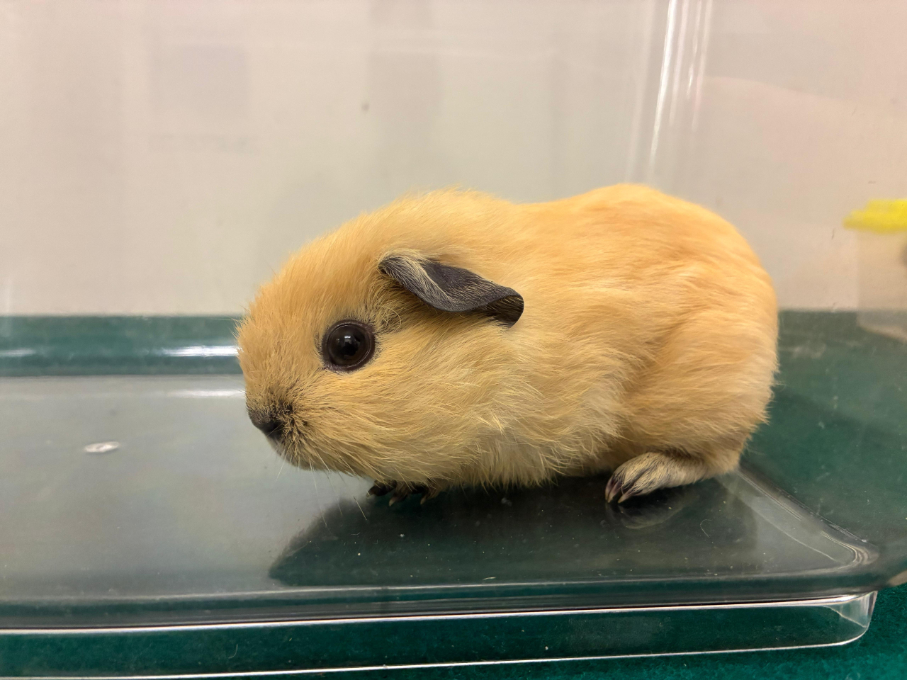 海關檢獲懷疑非法進口動物包括天竺鼠。（政府新聞處）