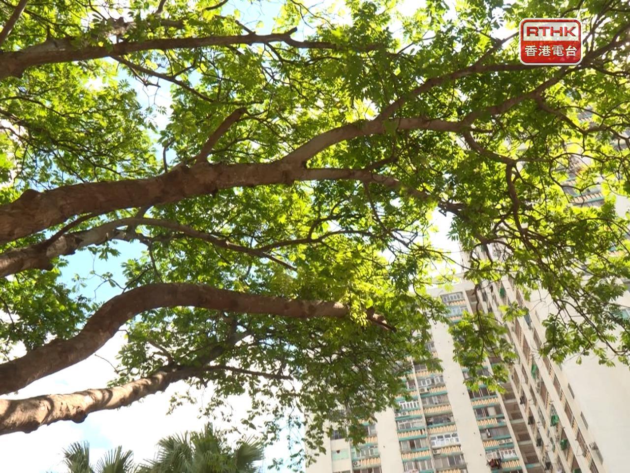 天文台預測，本港下午部分時間有陽光及炎熱。（鍾家銘攝）