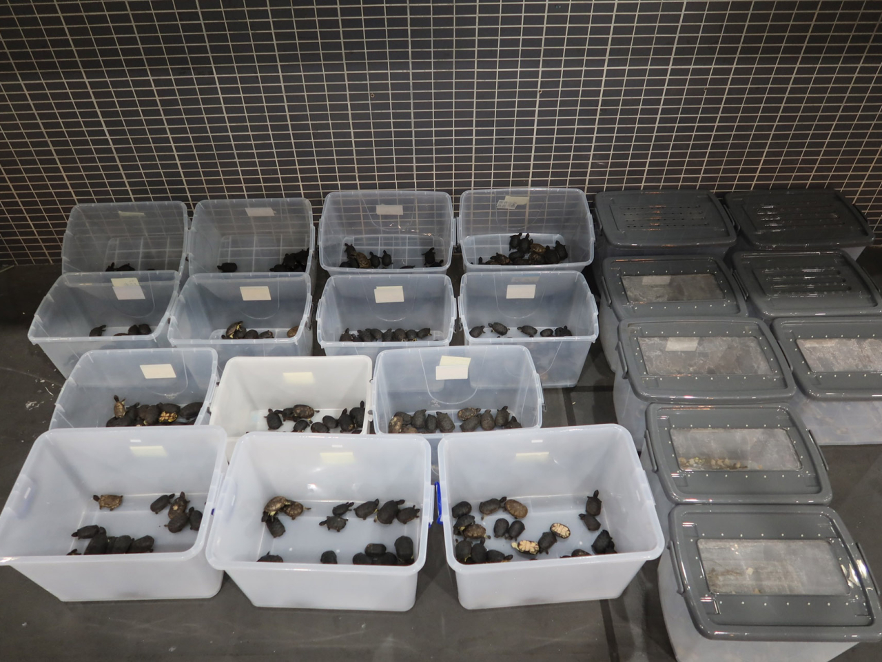 海關檢獲的活蜥蜴和活龜。（政府新聞處）