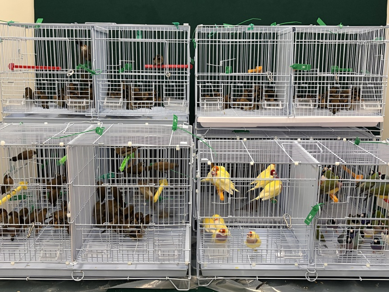 海關在香園圍邊境管制站檢獲278隻活雀鳥，估計市值約800元。（政府新聞處）