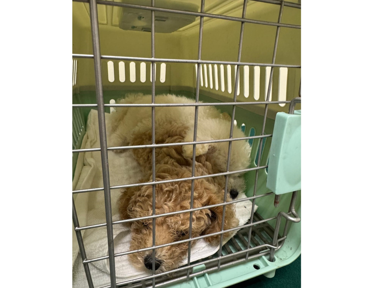 行動中檢獲的懷疑非法進口活犬。（政府新聞處）