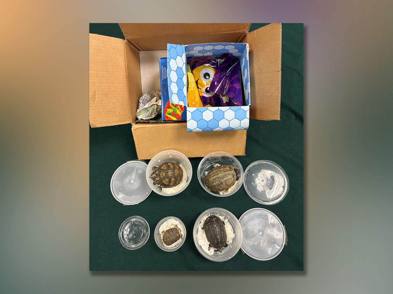 海關檢獲的部分懷疑受管制屬瀕危物種的活龜。（政府新聞處）