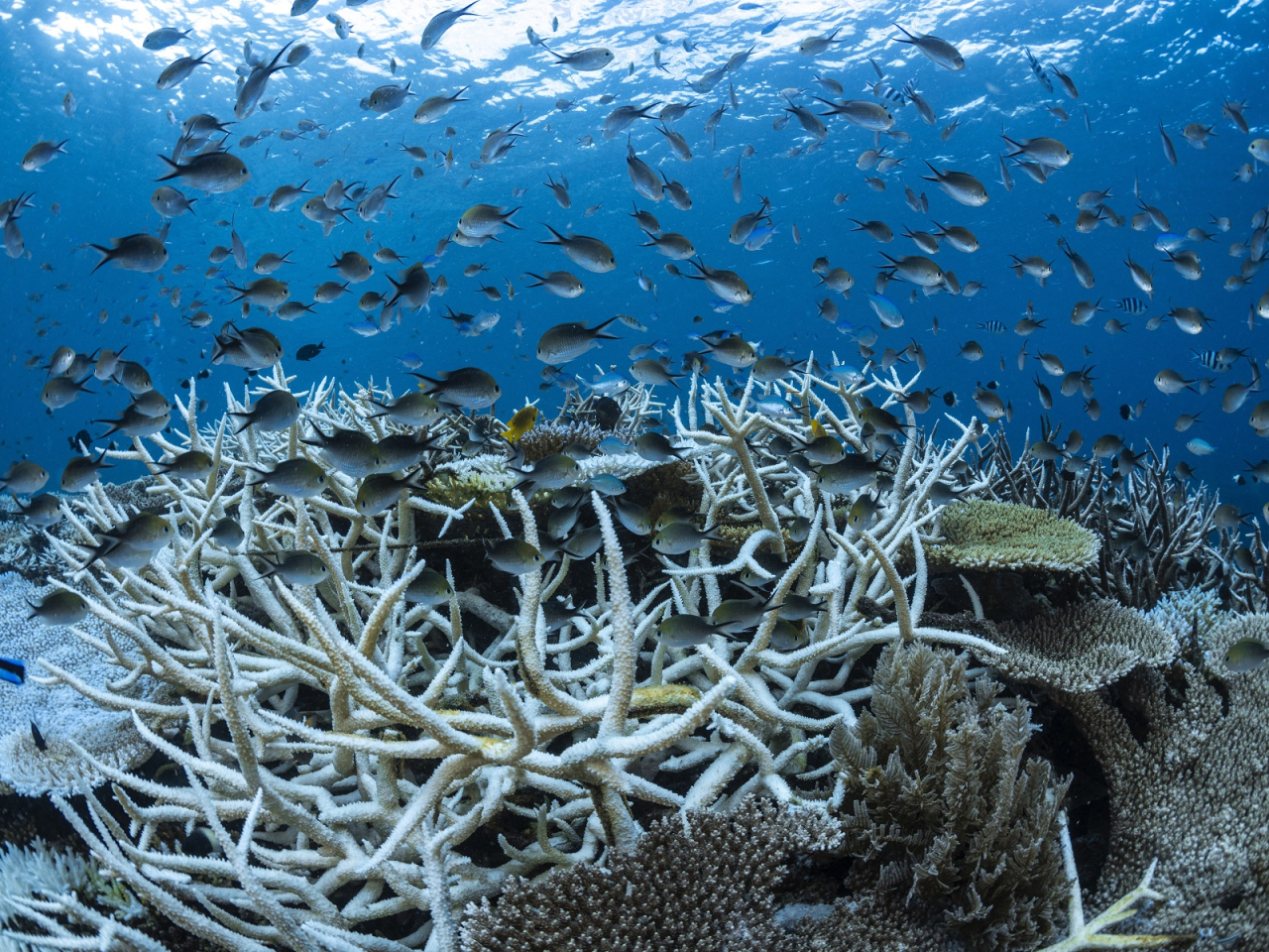 The UN report warned that 90 percent of coral reefs could disappear if warming tops 1.5C above pre-industrial levels. File photo: Biosphoto via AFP