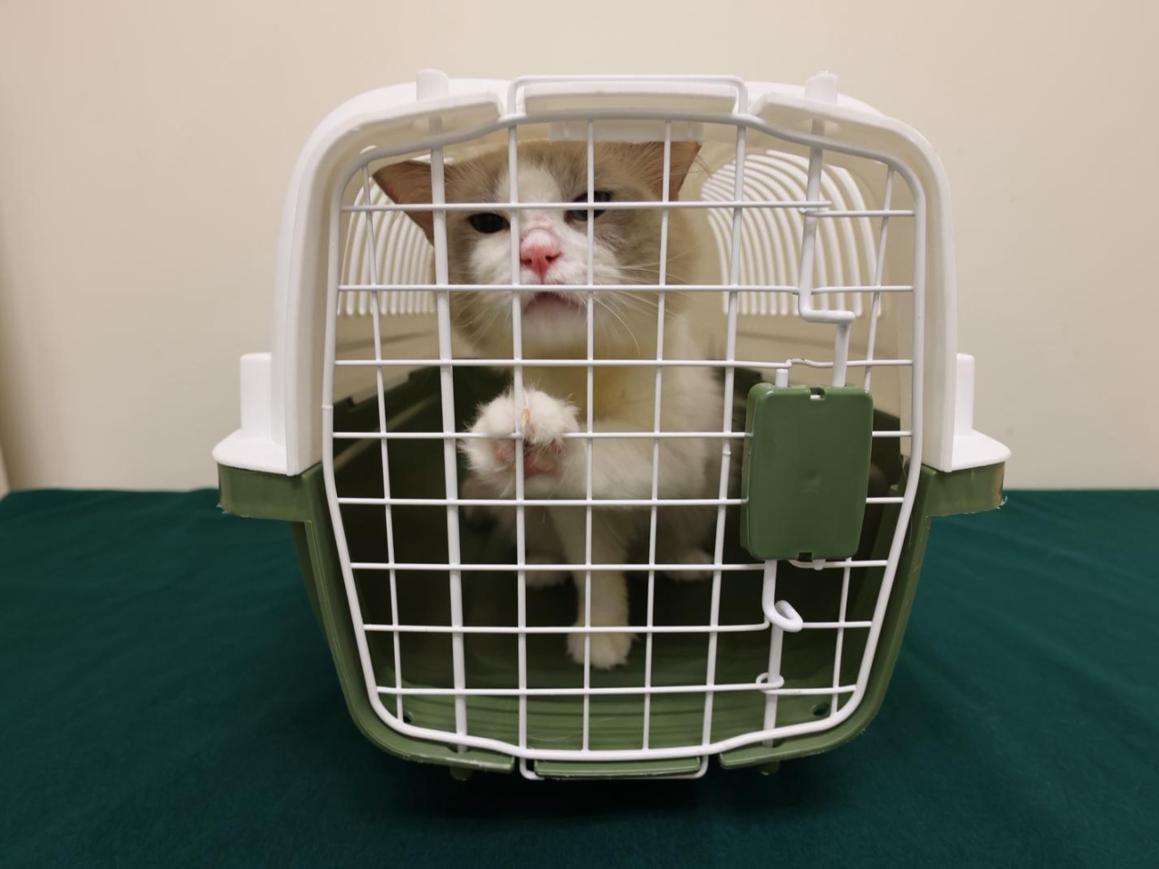 海關在落馬洲偵破一宗懷疑非法進口動物案，檢獲一隻懷疑非法進口活貓，估計市值約1.5萬元。（政府新聞處）