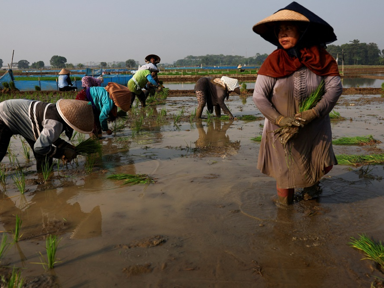 Indonesian farmers reseed a paddy field, after the government urged them to immediately replant their plots ahead of a possible prolonged dry spell linked to El Nino. Photo: Reuters