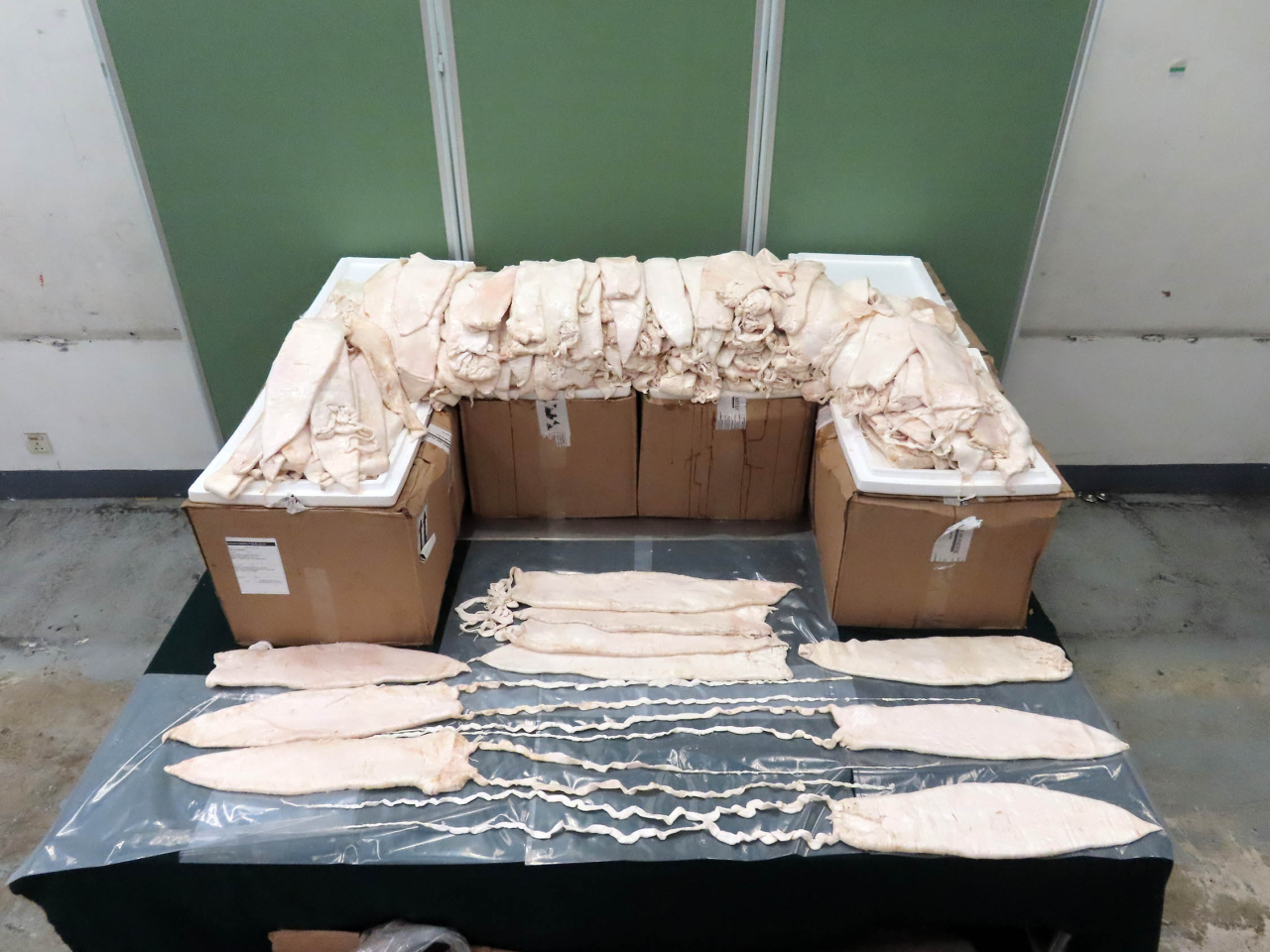 海關檢獲的懷疑受管制加利福尼亞灣石首魚鮮魚肚。（政府新聞處）