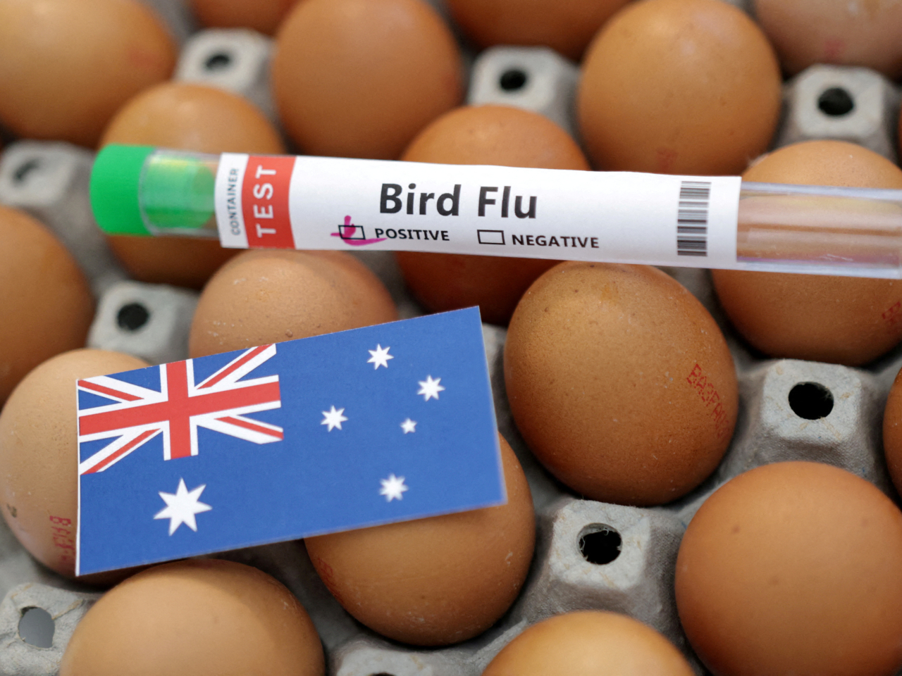 Australia is working with chicken and egg industries to stop H5N1 from getting into their production systems. File photo: Reuters