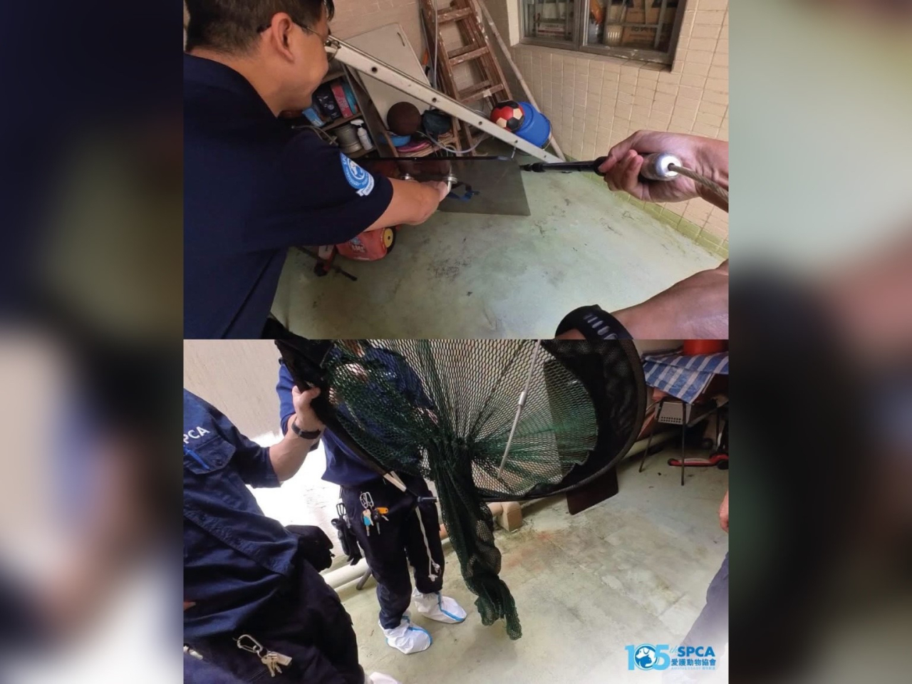 深水埗有大廈出現鱷魚。（愛協社交專頁）