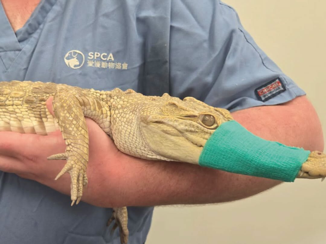 The SPCA says the crocodile has received a health check and an X-ray scan. Photo courtesy of SPCA