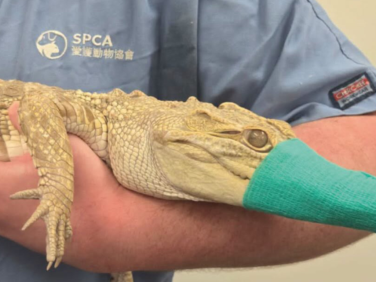 警方及愛護動物協會人員到場後，成功捕獲鱷魚。（愛護動物協會）