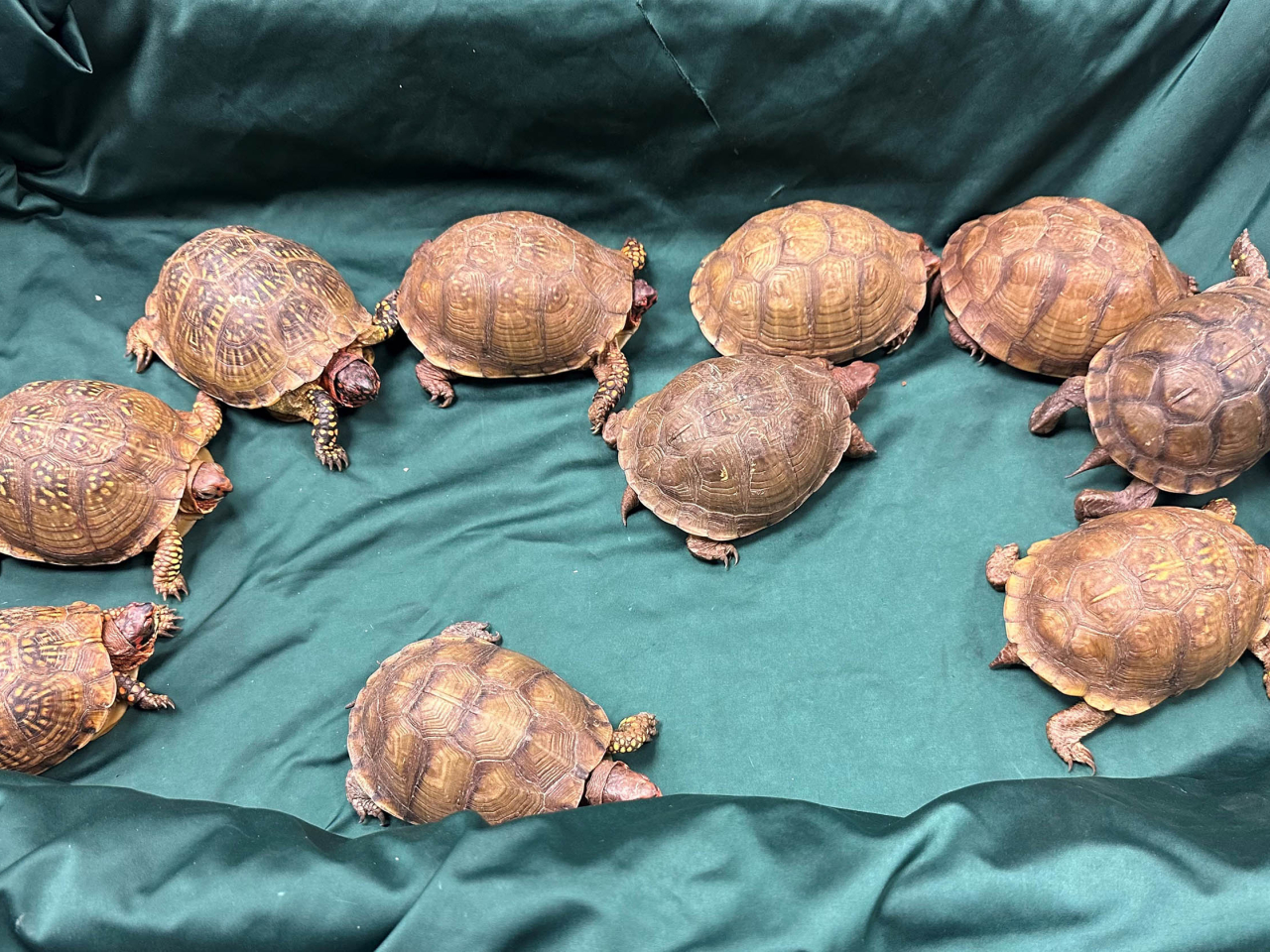 海關檢獲10隻懷疑受管制屬瀕危物種的活龜。（政府新聞處）