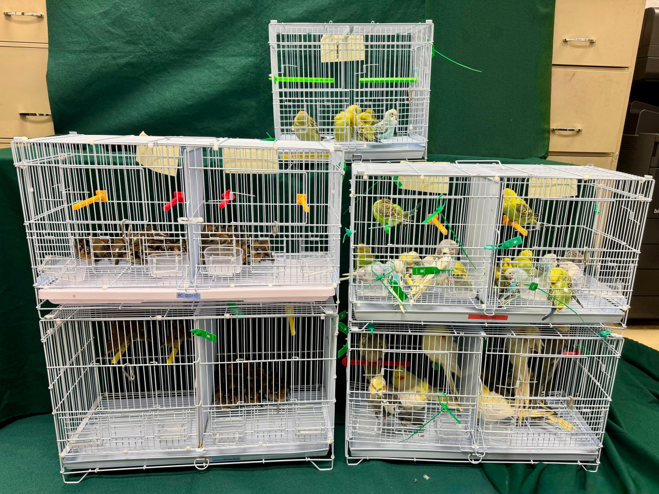 海關在羅湖管制站檢獲136隻懷疑非法進口活雀鳥，估計市值約6800元。(政府新聞處)