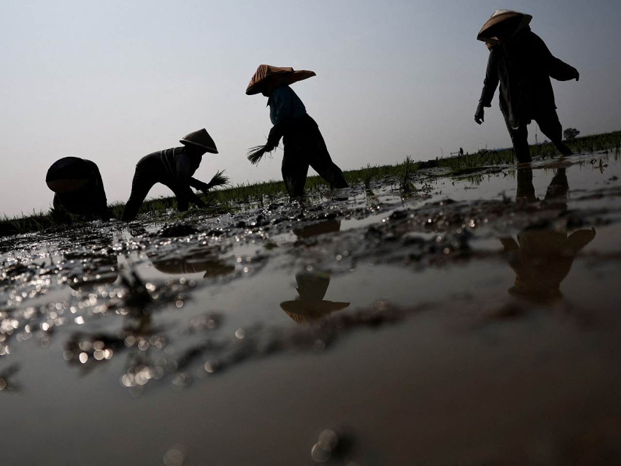 El Nino raised concerns in Indonesia that water shortages could disrupt planting at a critical time for farmers. File photo: Reuters