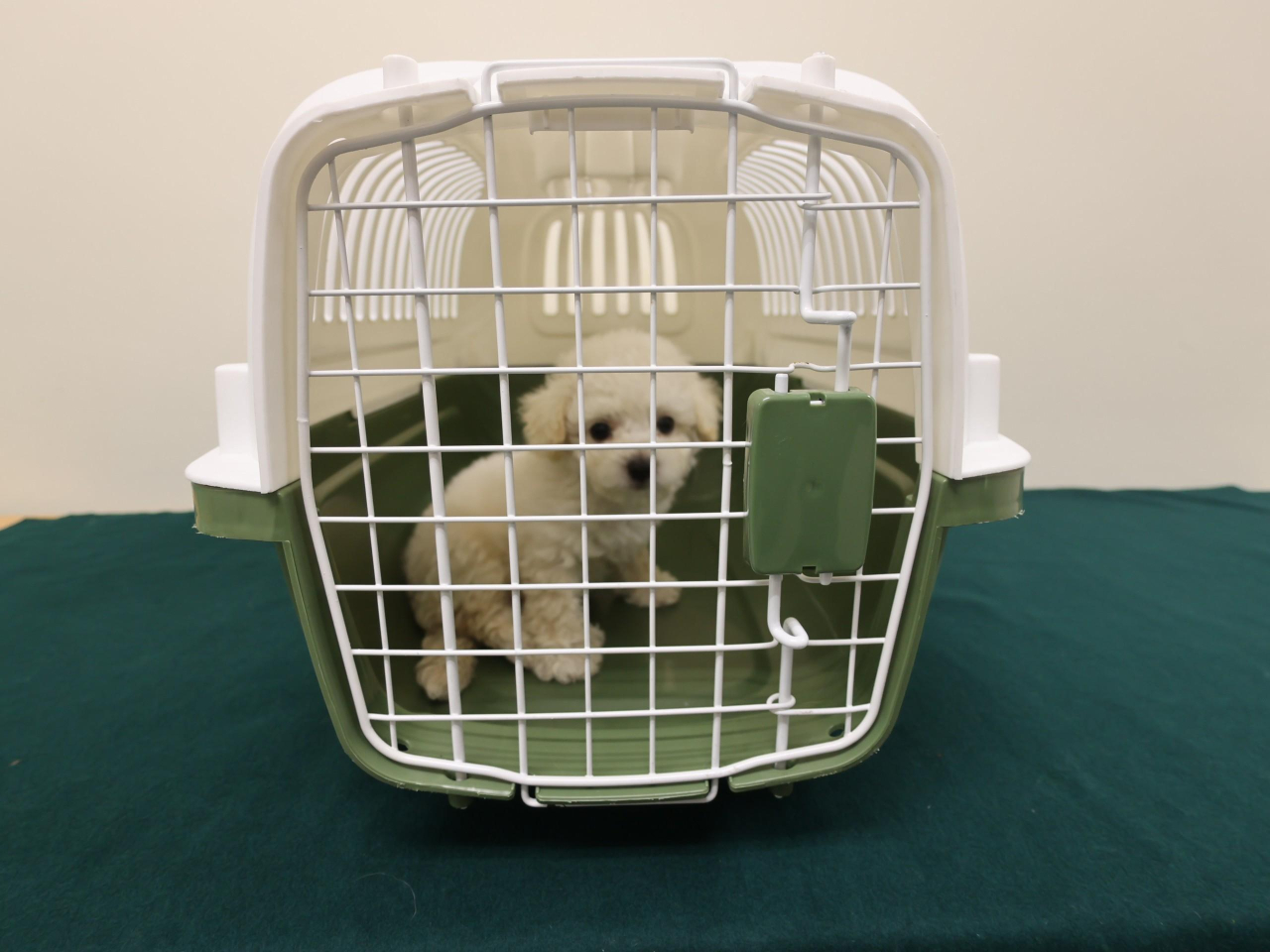 海關在落馬洲支線管制站偵破一宗懷疑非法進口動物的案件，檢獲一隻懷疑非法進口活犬。（政府新聞處）