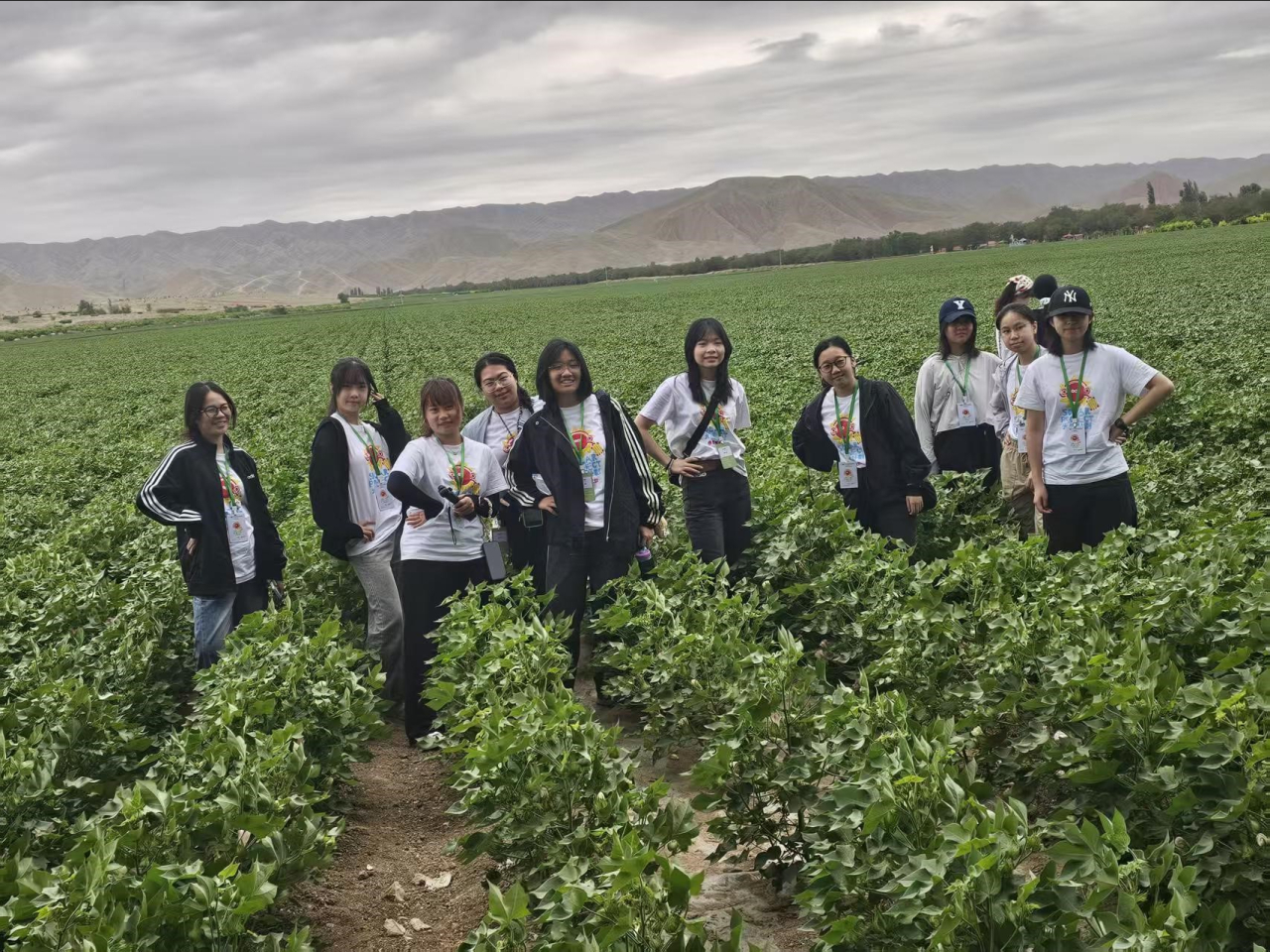 Students visit the cotton fields of the 143rd Regiment in Shihezi, Xinjiang. Photo courtesy of Information Services Department