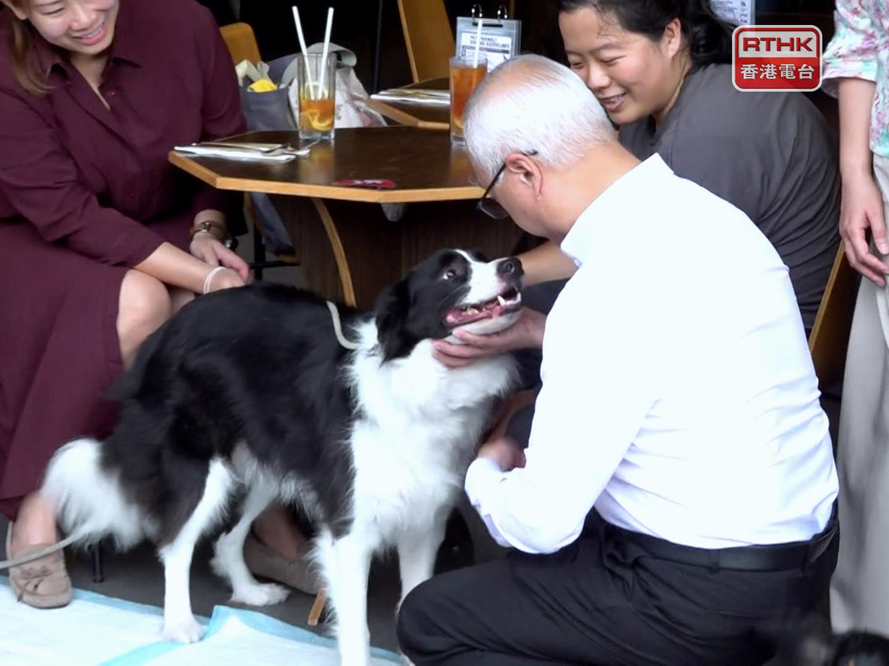 Tse Chin-wan, connecting with a collie at the eatery, says the next phase may begin as soon as six months. Photo: RTHK