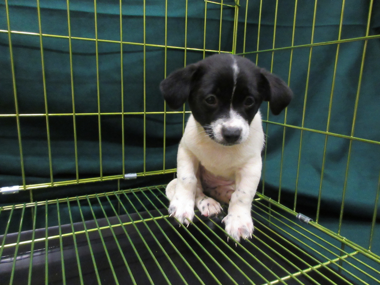 檢獲的懷疑非法進口活犬。（政府新聞處）