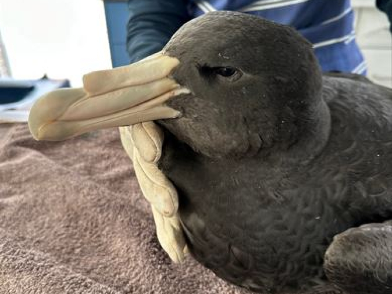 One of several sick northern giant petrels found on Australian beaches that later tested positive for H5N1. File photo: Reuters