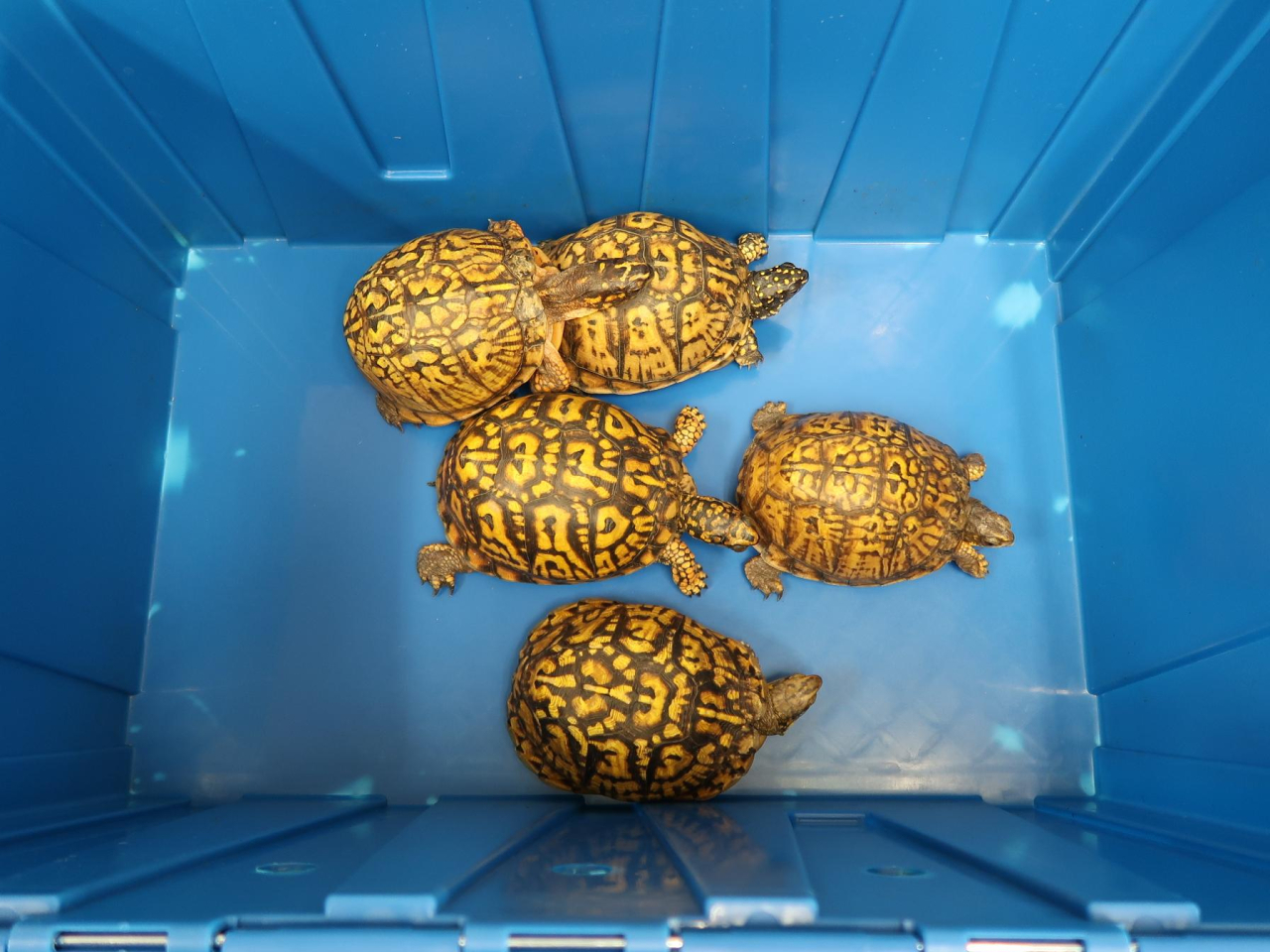 海關檢獲的懷疑受管制瀕危物種活龜。（政府新聞處）