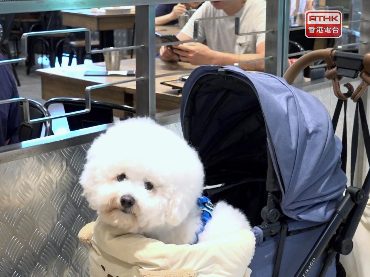 食環署收到約20宗投訴，主要涉及輕微違規，例如狗帶的長度及狗隻所坐的位置等，署方會跟進調查。（港台圖片）